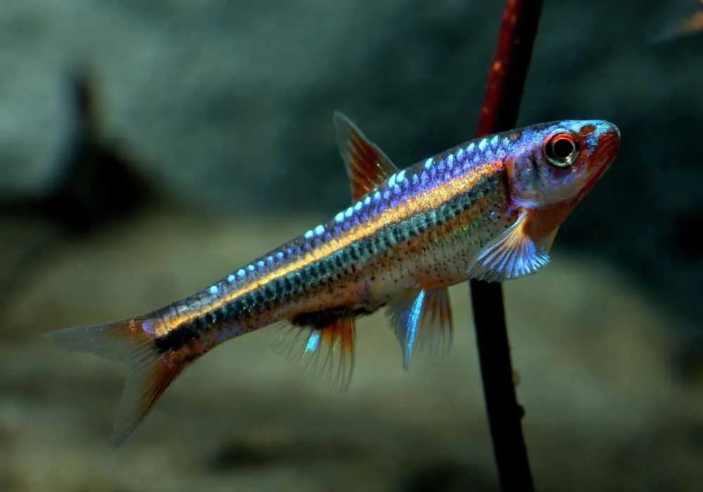 Rainbow shiner