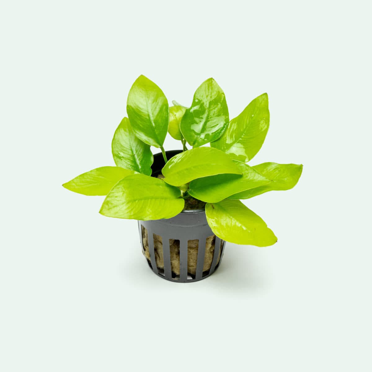 Gold Dwarf Anubias