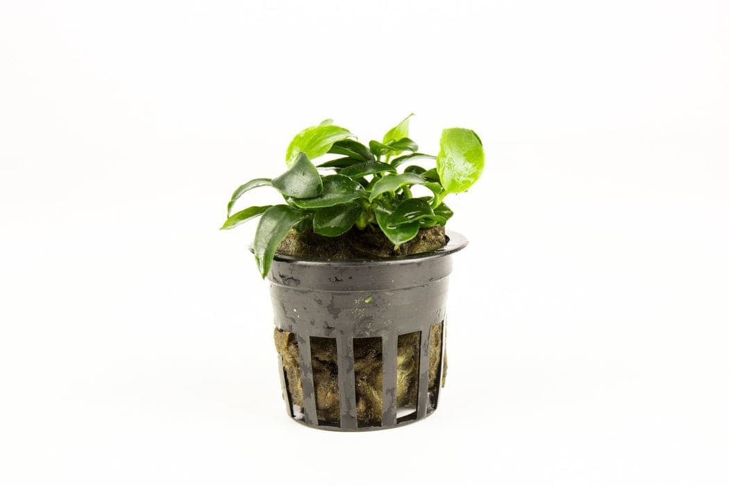 Petite Anubias