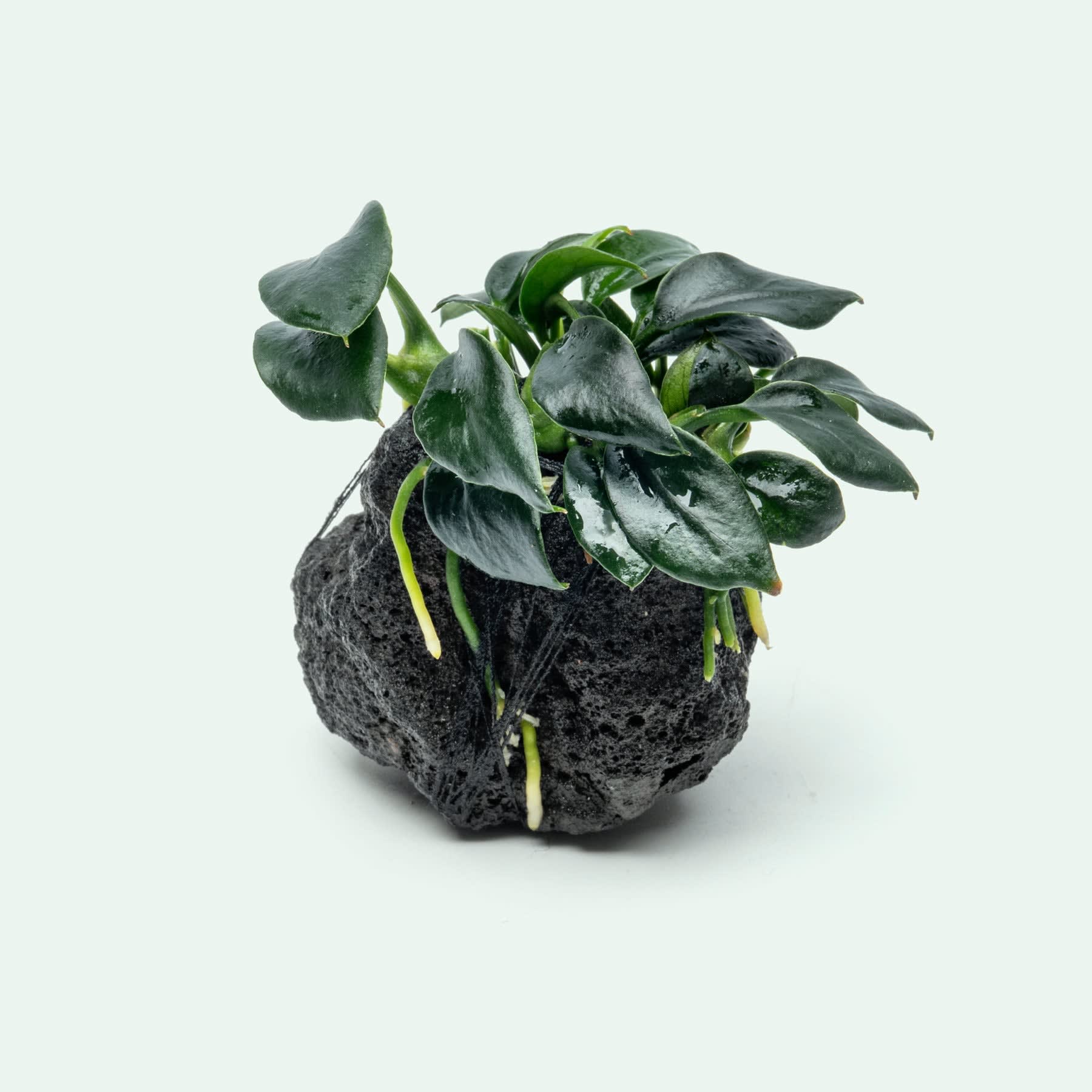 Pangolino Anubias
