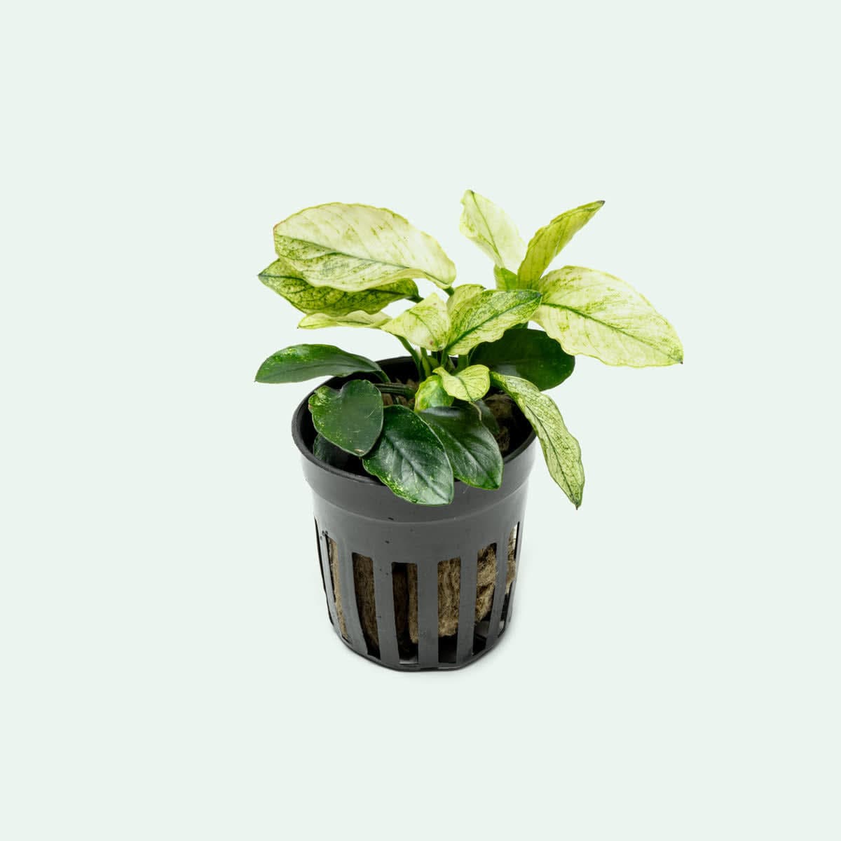 Pinto Anubias