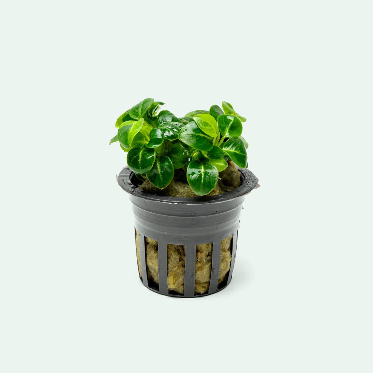 Stardust Anubias