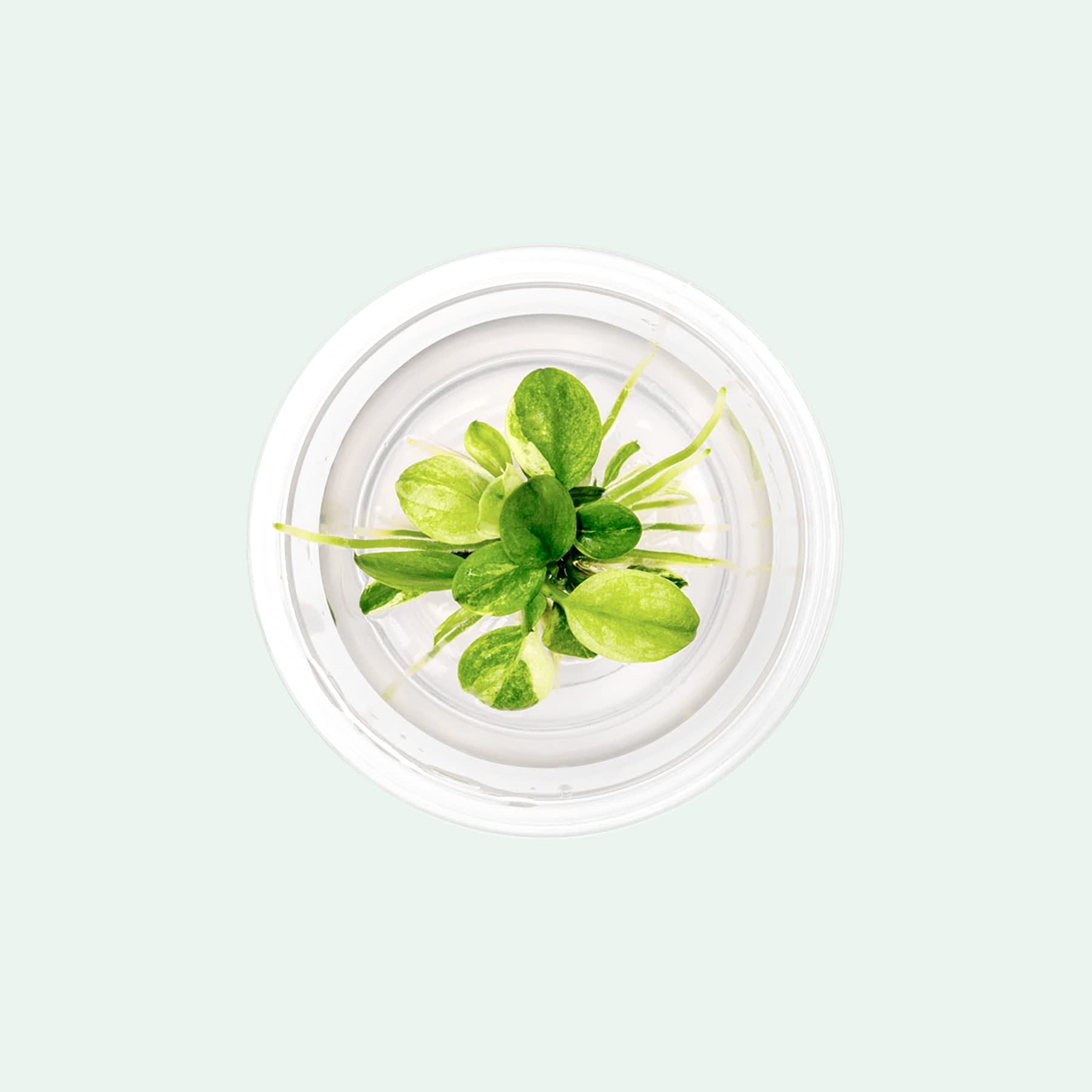 White Anubias