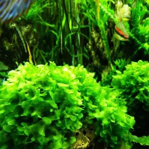 Flame Moss