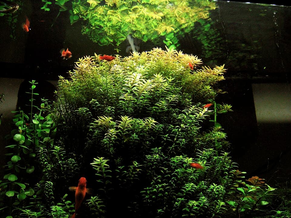 Nanjenshan Rotala