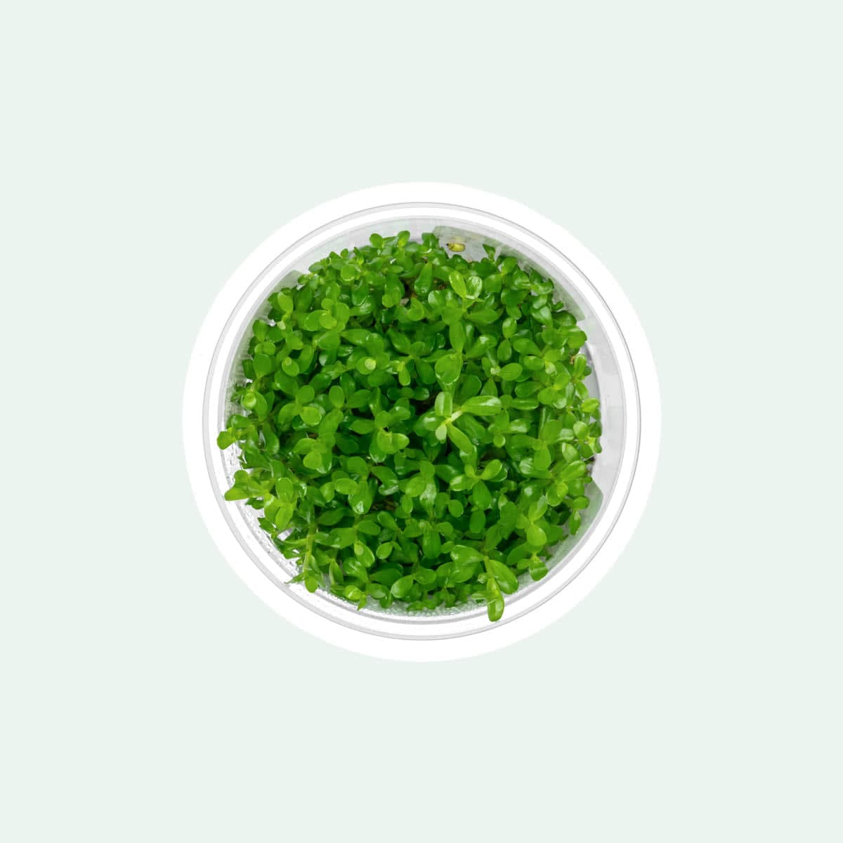 Goias Rotala