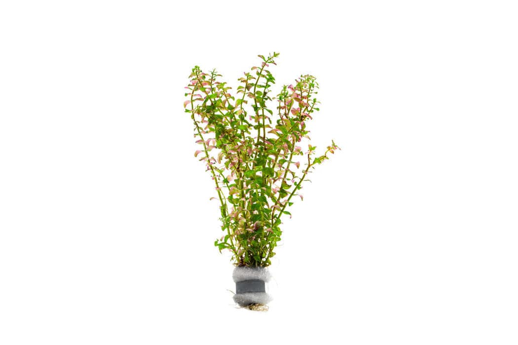 Pearl Rotala