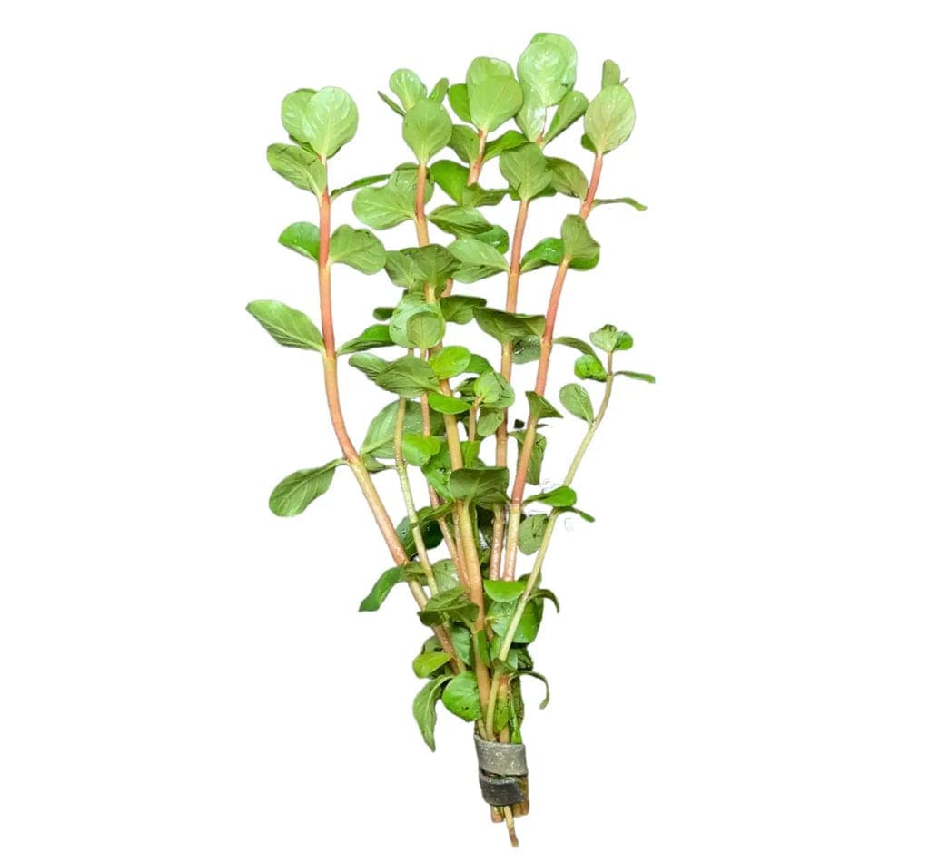 Vietnam Rotala