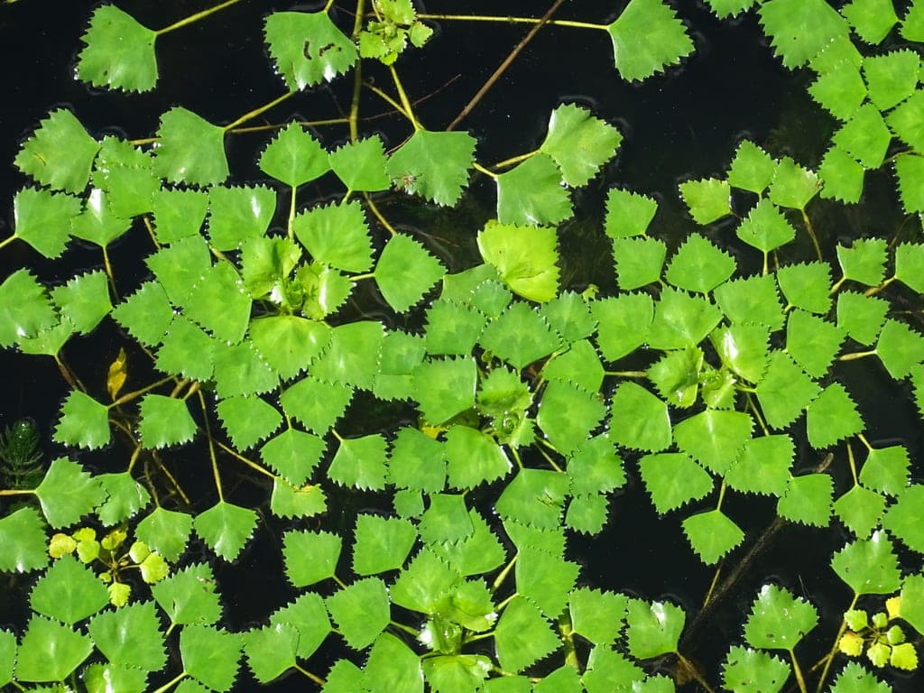 water chestnut