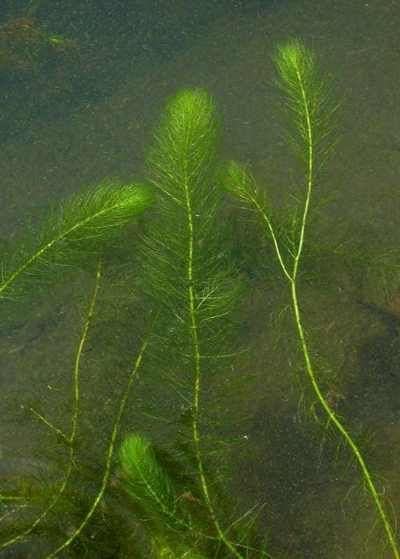 Golden Bladderwort