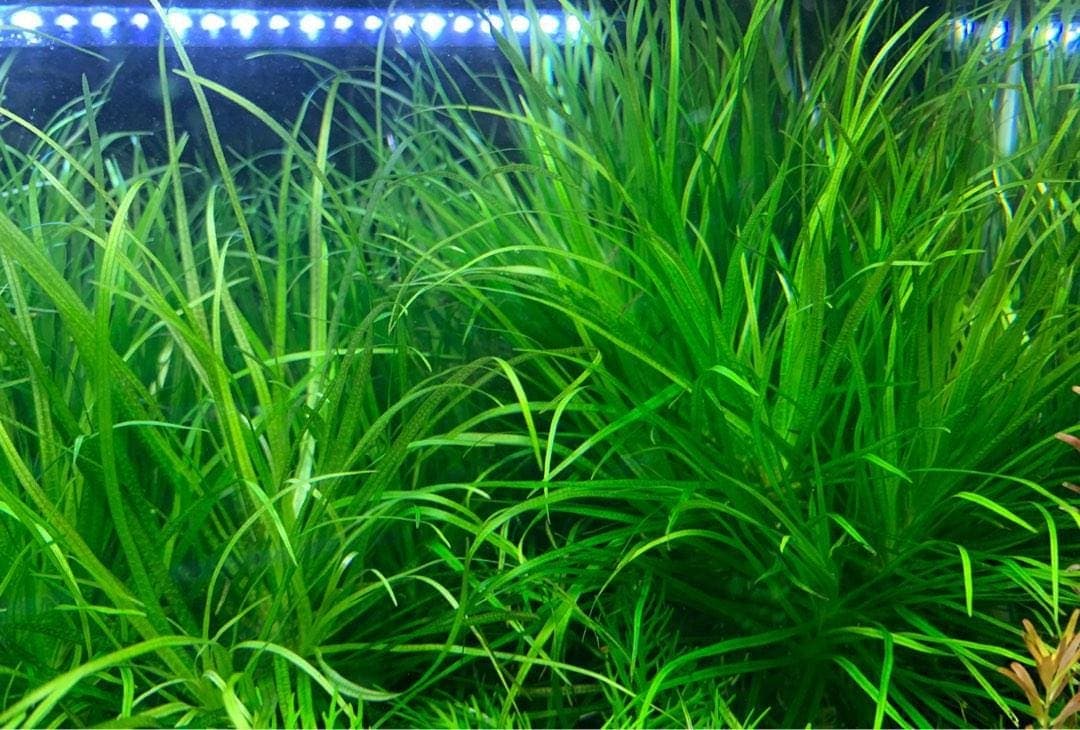 Dwarf Vallisneria