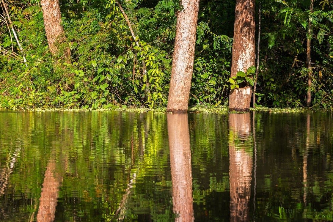 Amazon Blackwater — habitat photo
