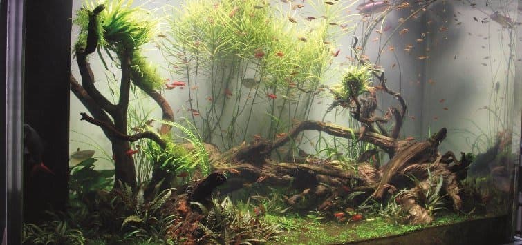 Southeast Asian Stream — habitat photo