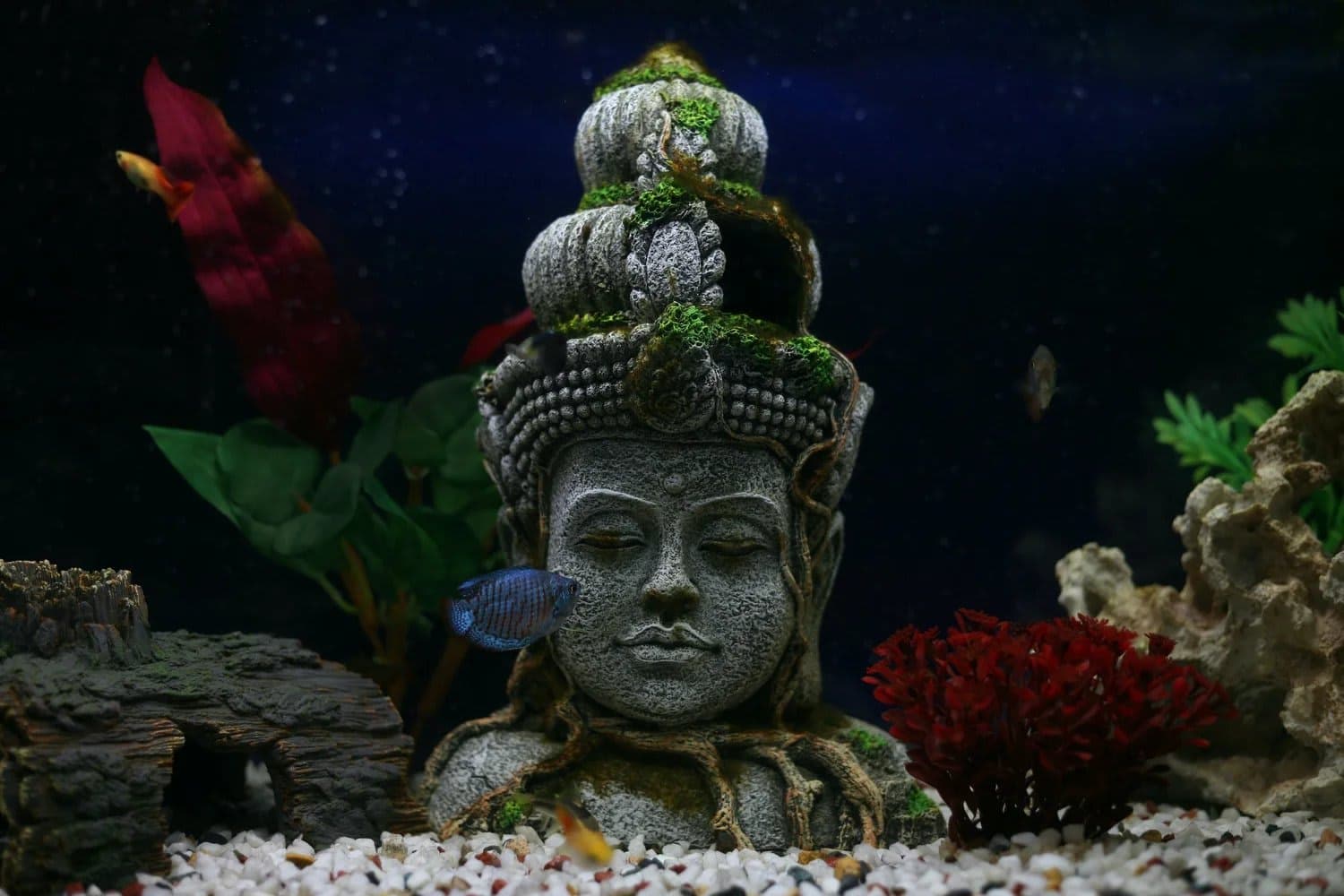 Southeast Asian Stream — habitat photo