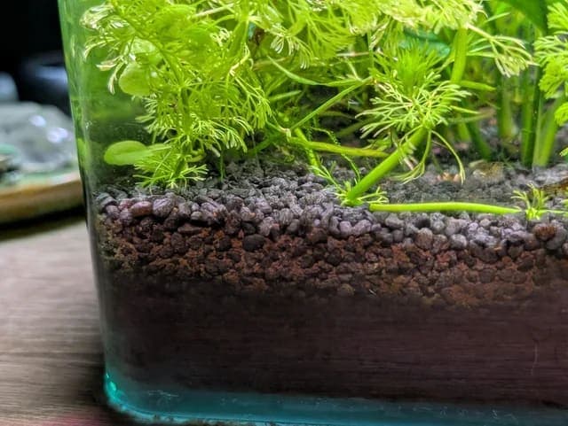 Caridina aquasoil