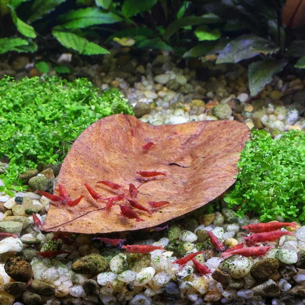 Catappa leaves