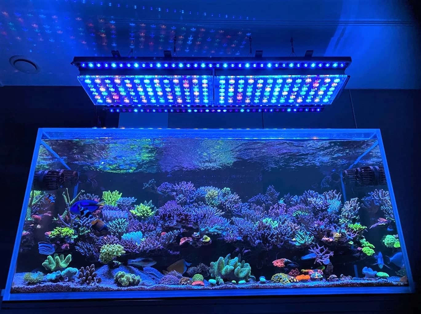 Reef LED for SPS