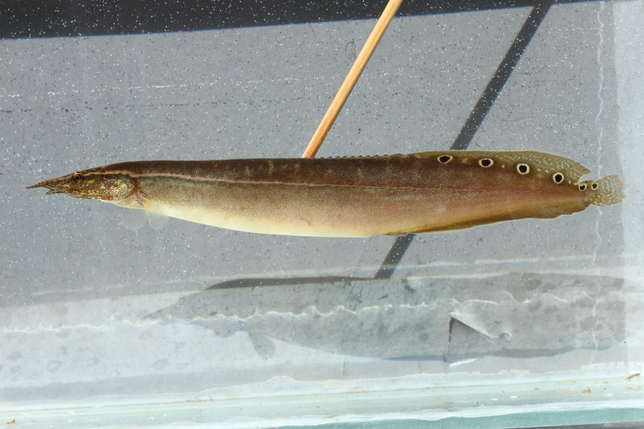 Peacock eel