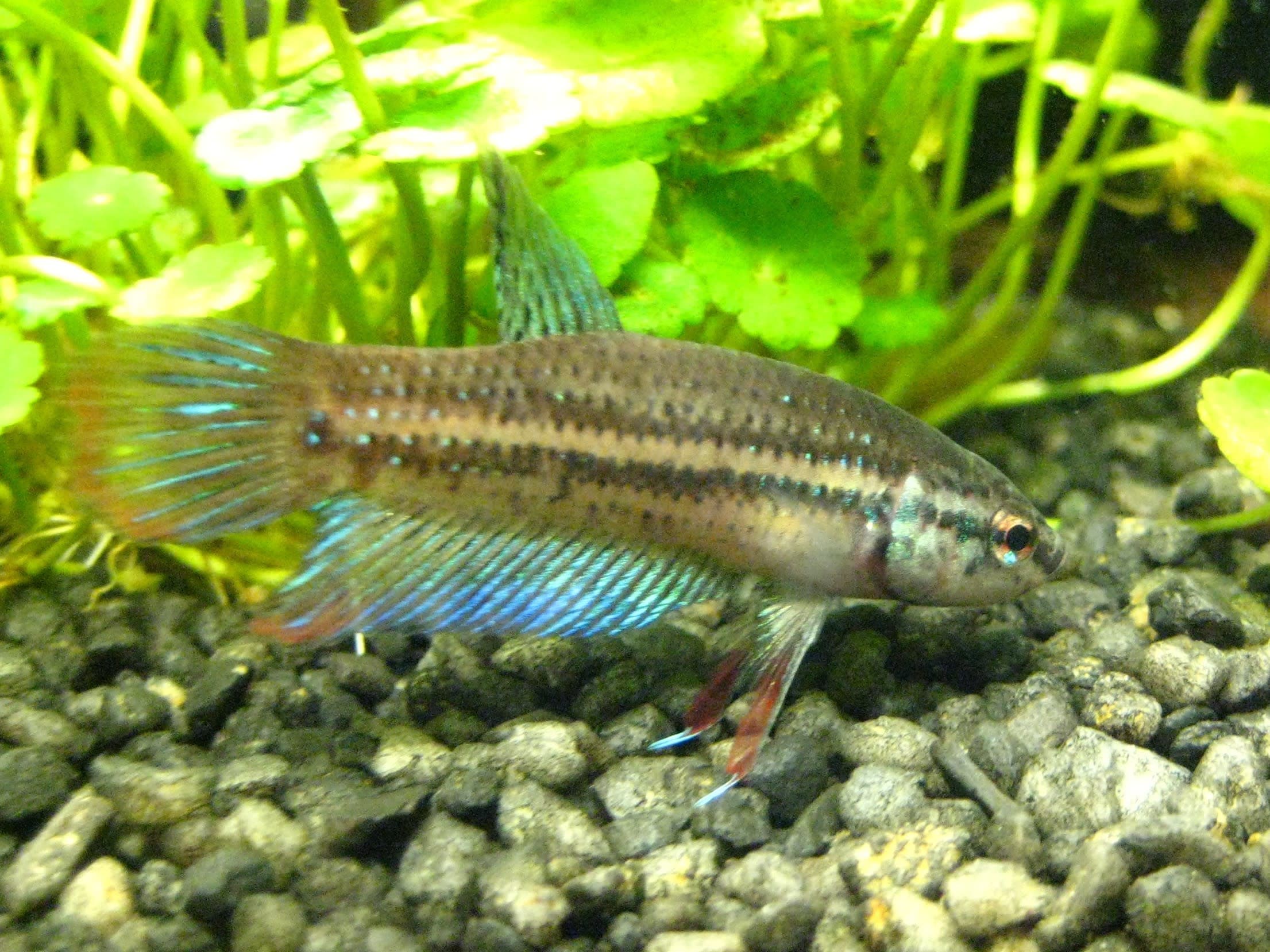 Crescent betta