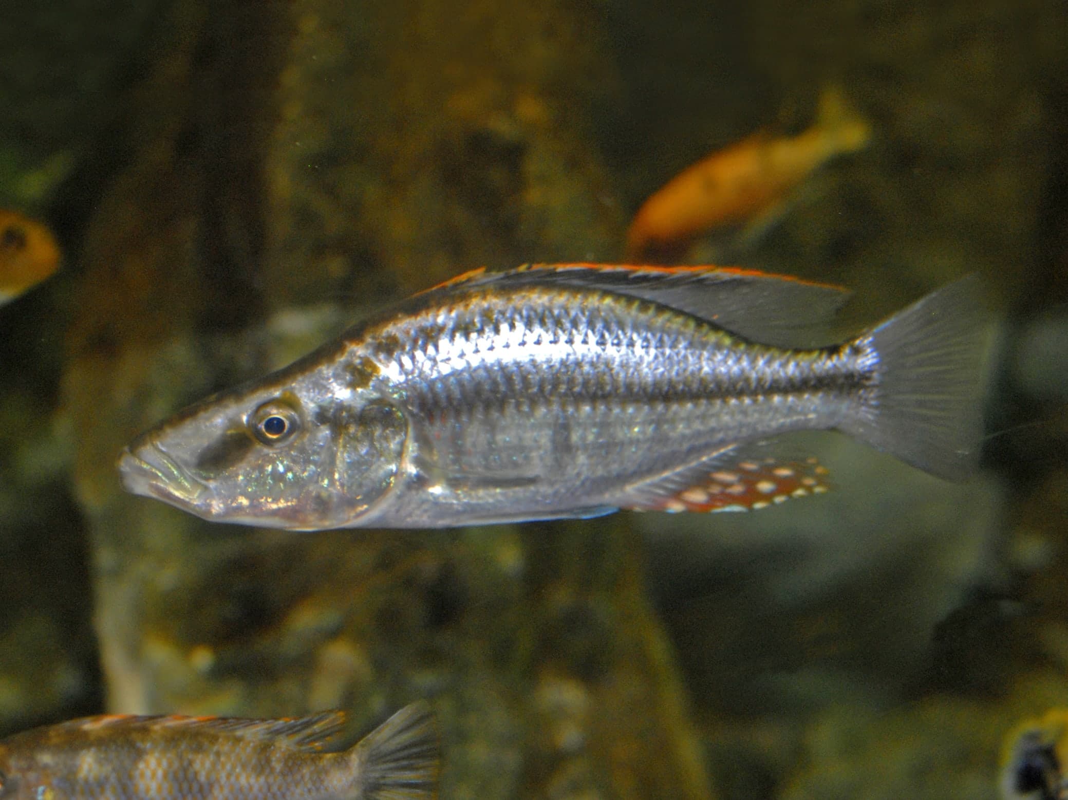 Malawi eyebiter