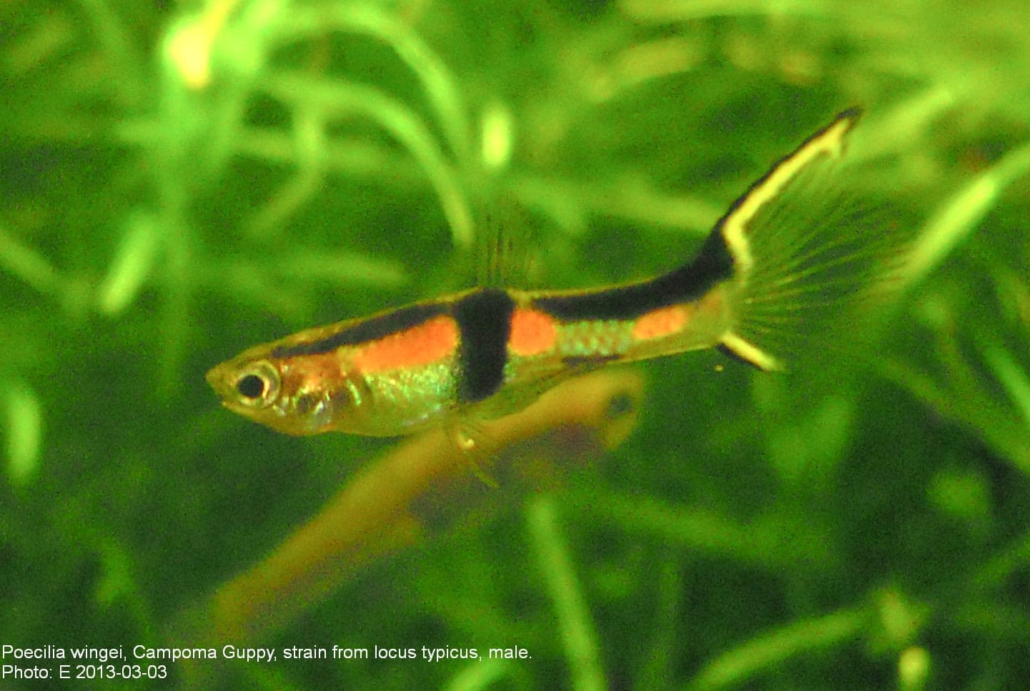 Endlers guppy