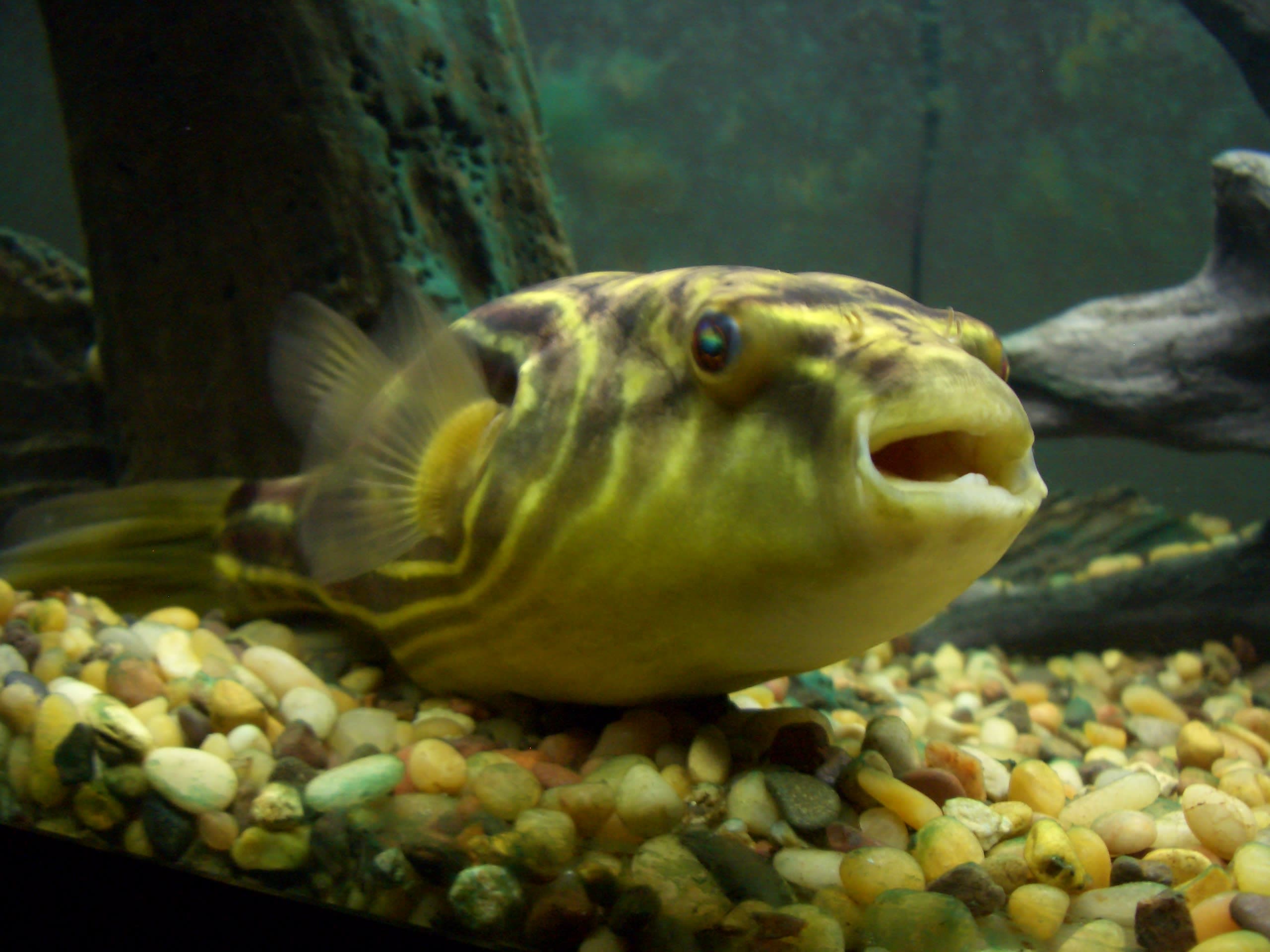 Globe fish
