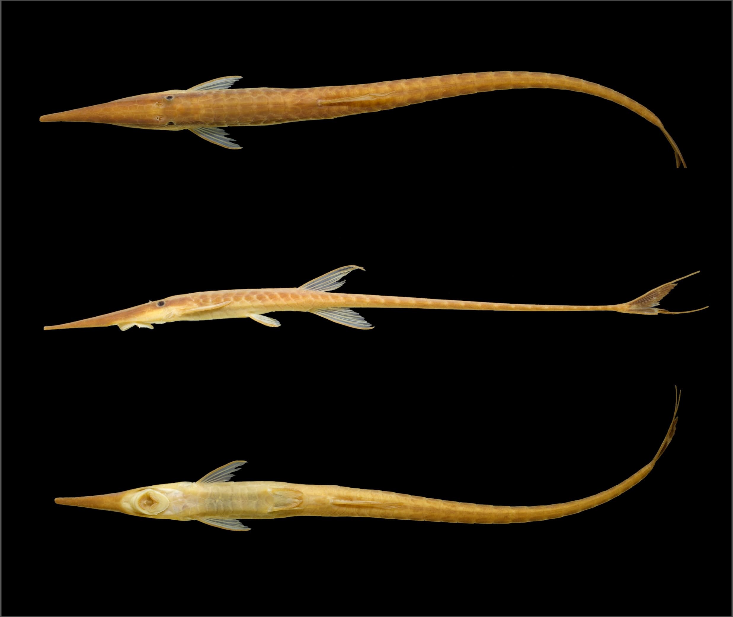 Farlowella Catfish