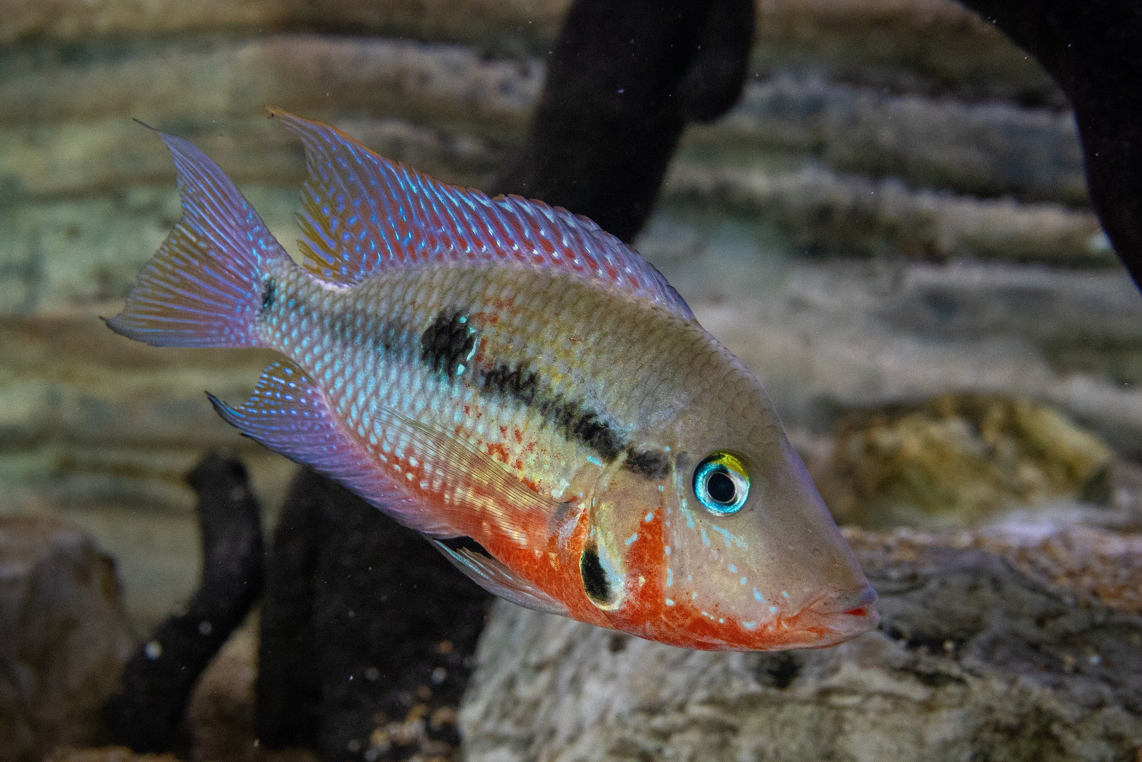 Firemouth cichlid