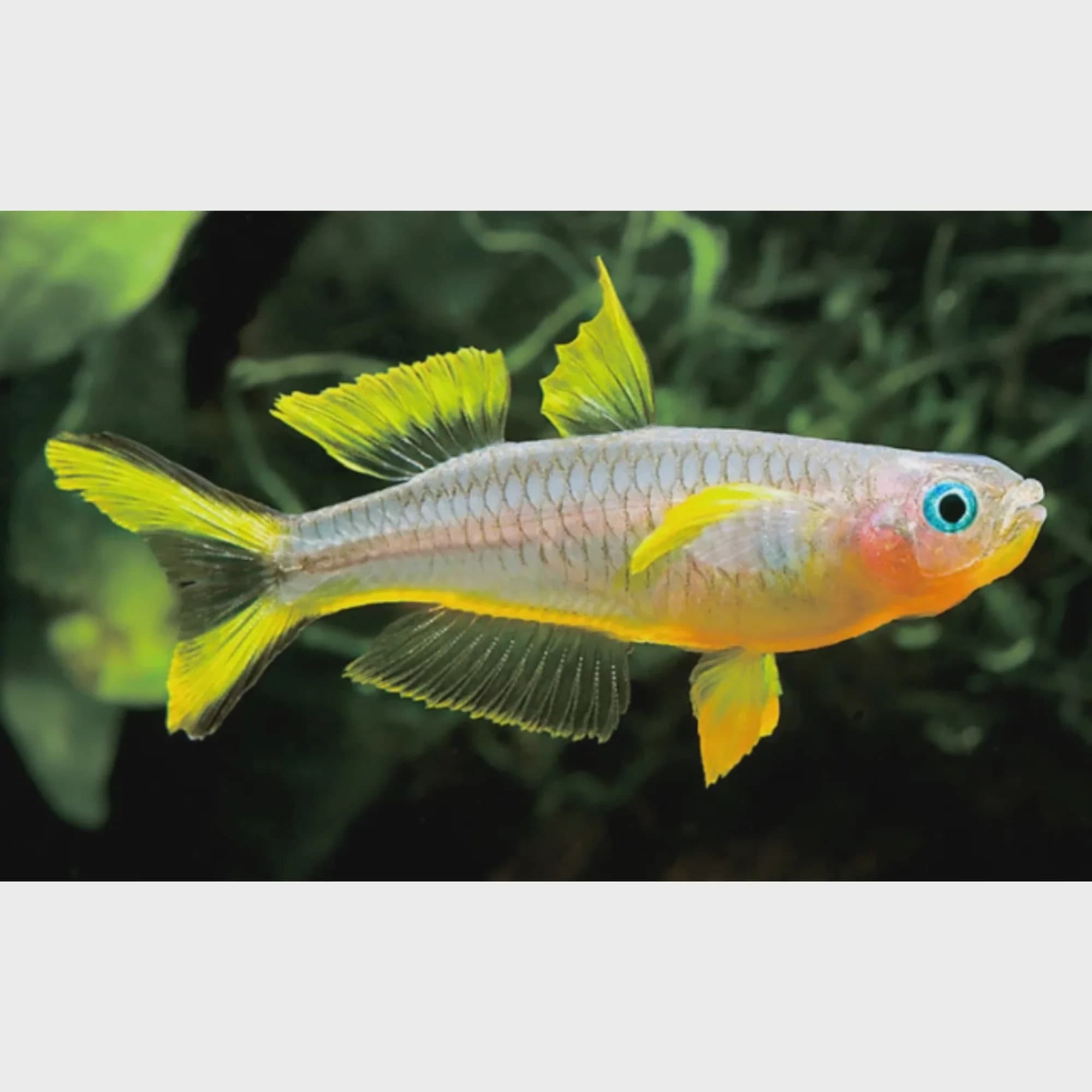 Forktail rainbowfish