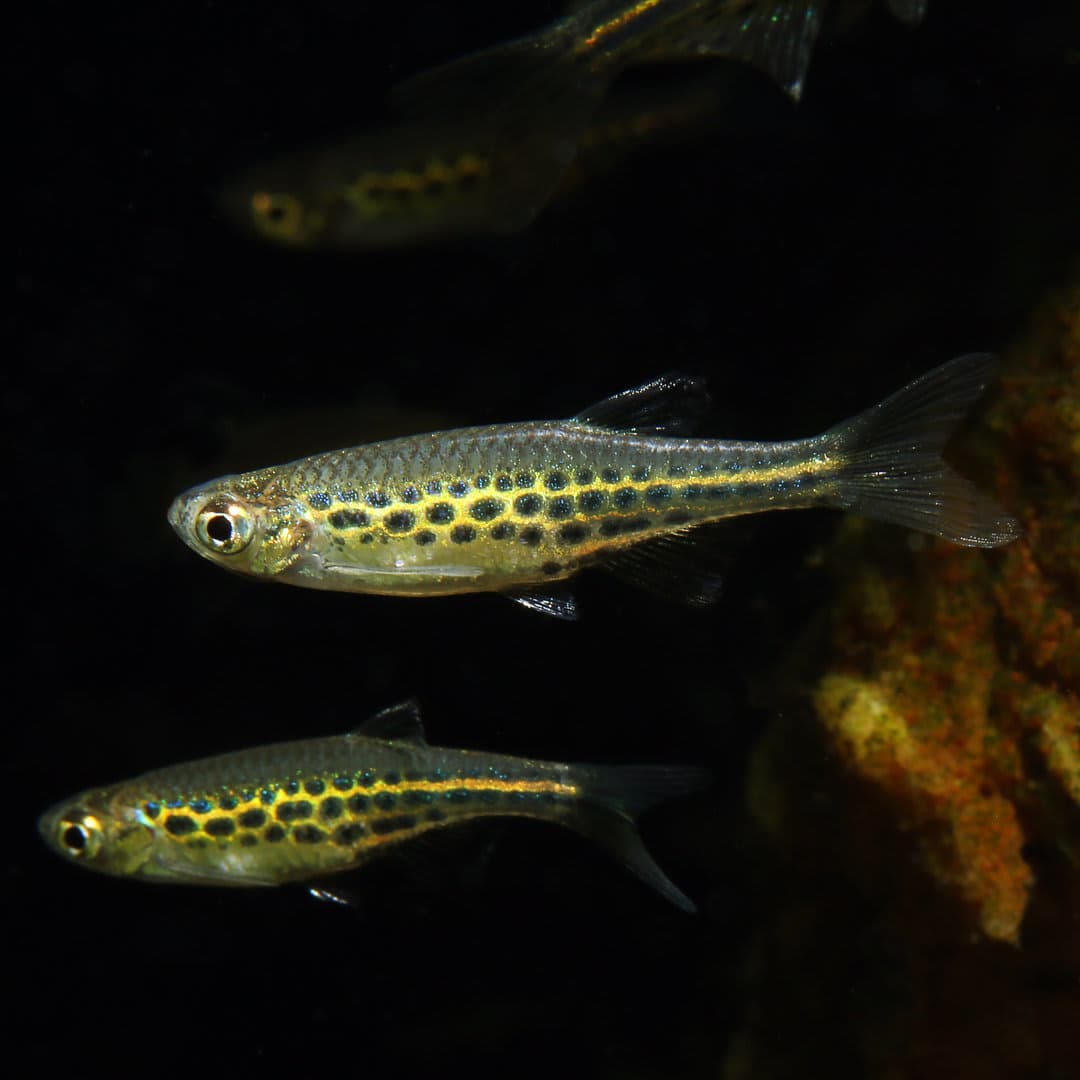 Gold Ring Danio