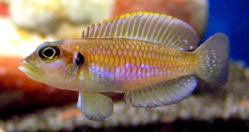 Gold Shell Dweller