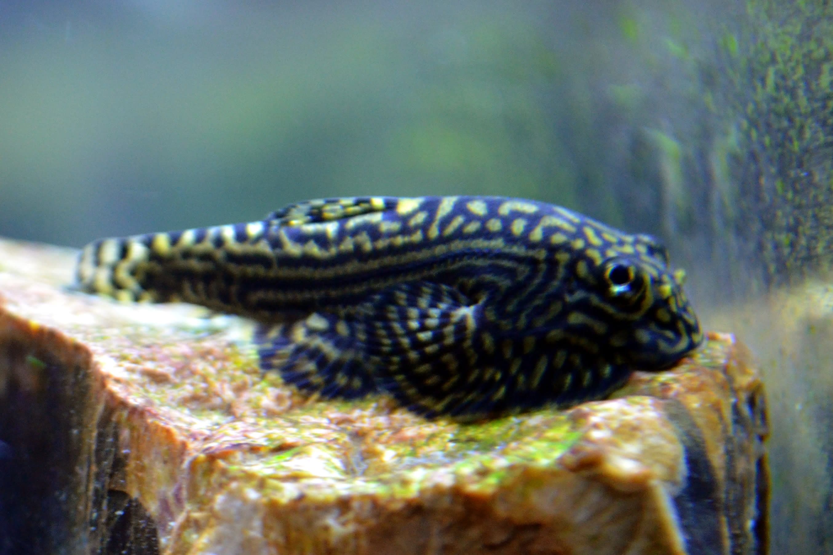 Reticulated hillstream loach