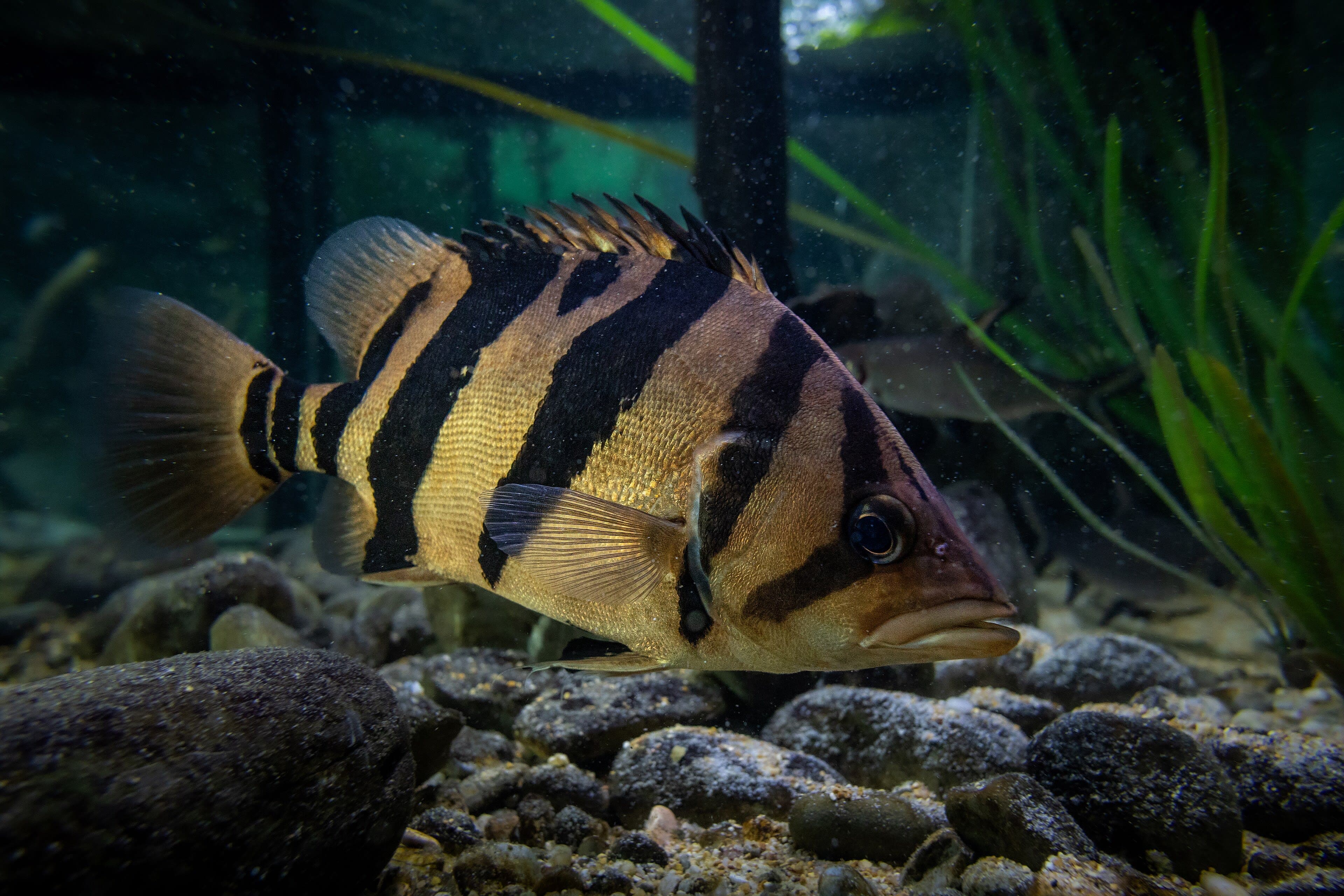 Finescale tigerfish