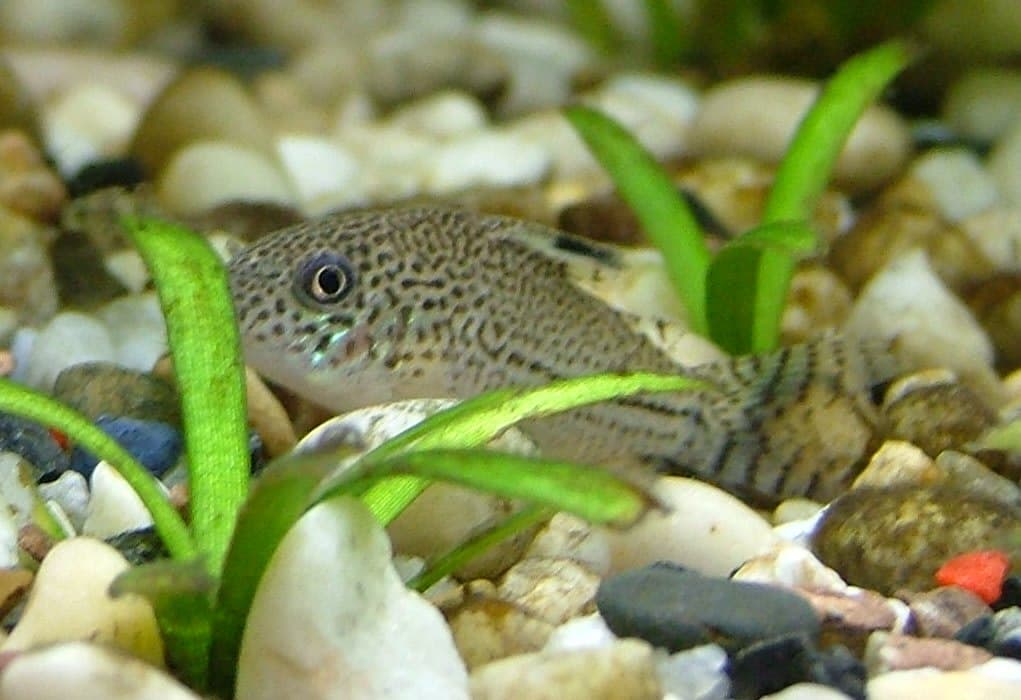 Leopard corydoras