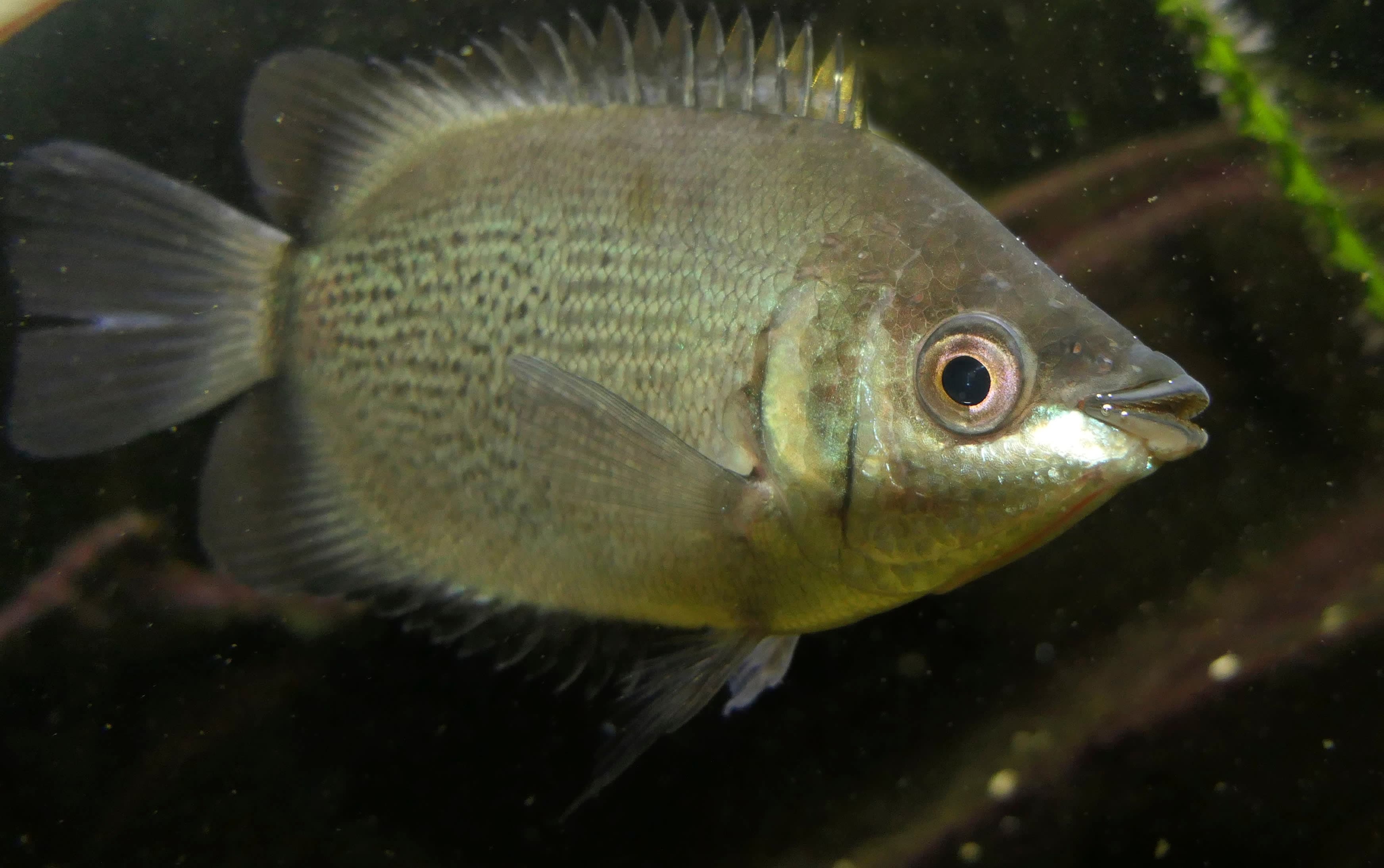 Kissing gourami