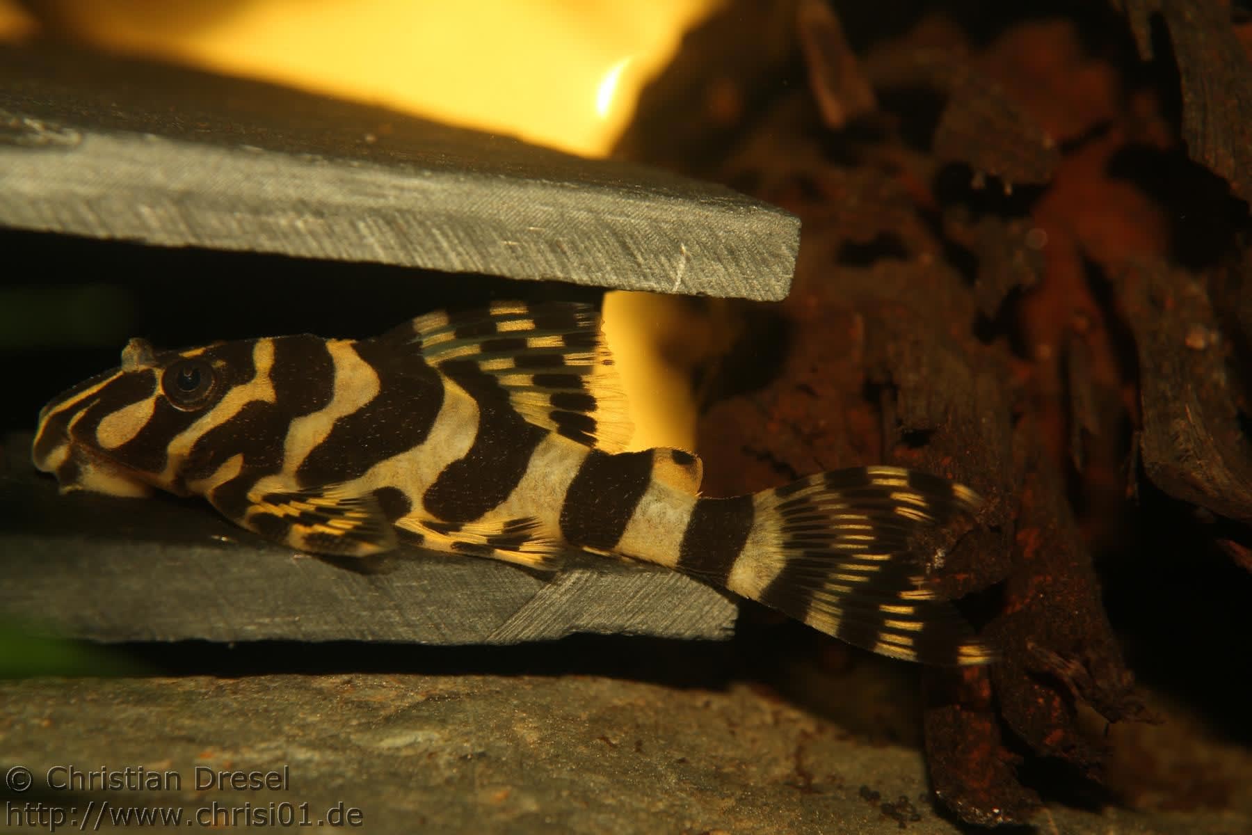 Leopard Frog Pleco