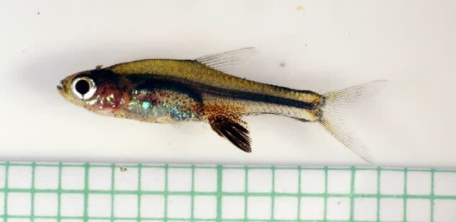 Neon Blue Rasbora