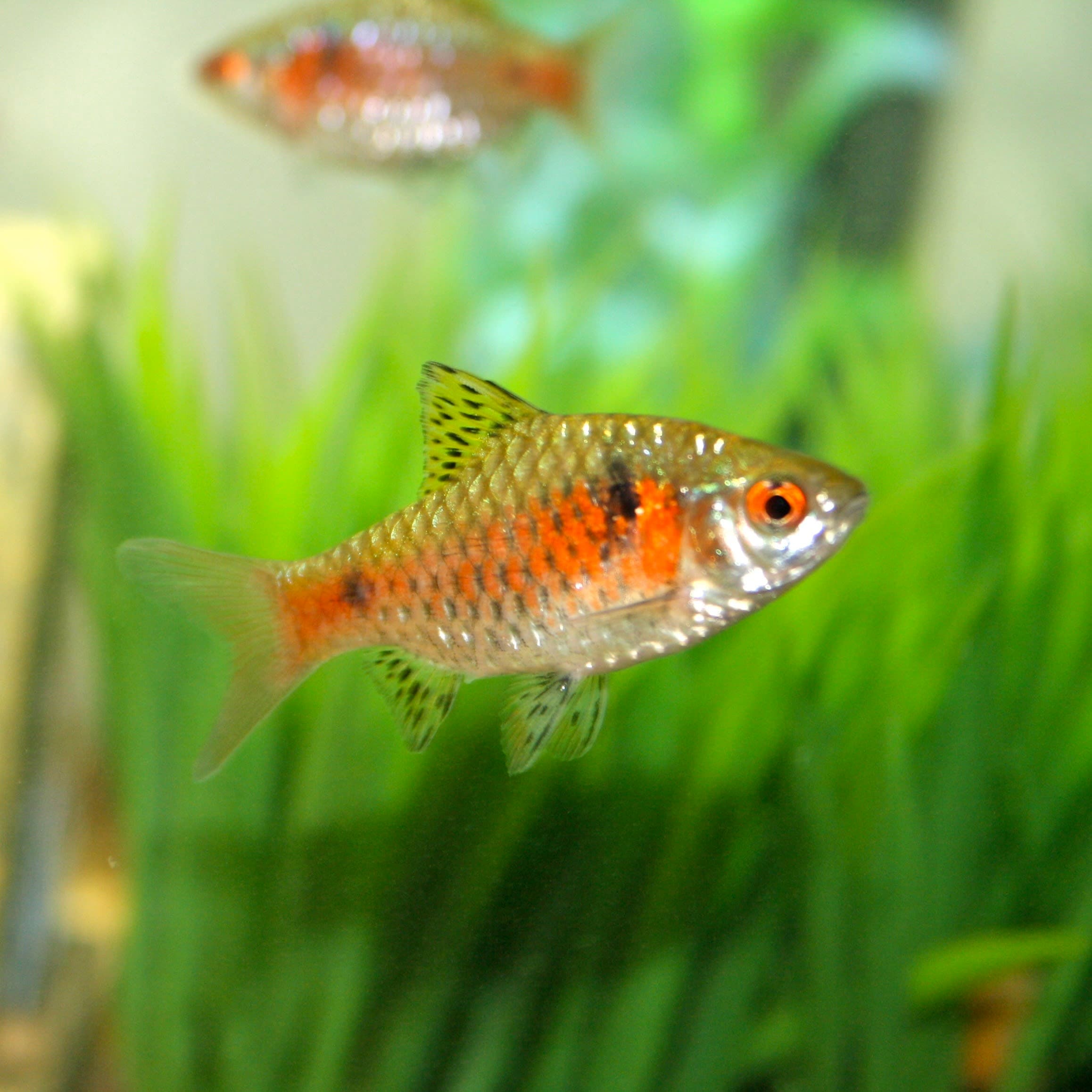 Ruby barb
