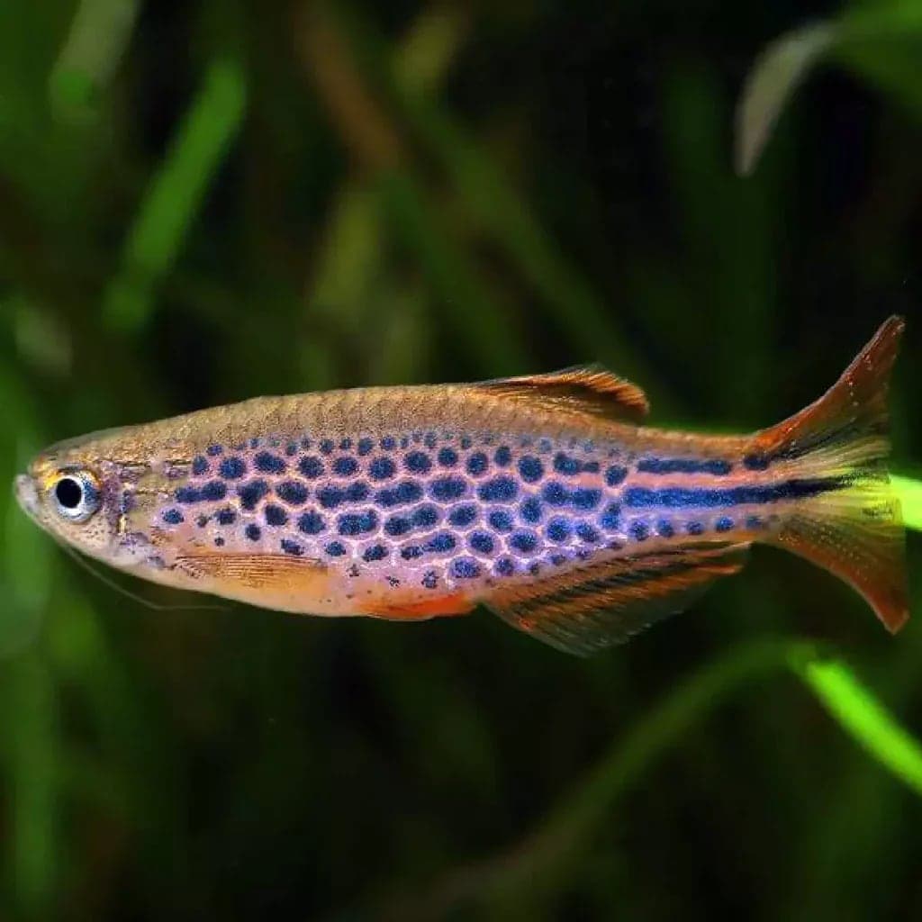 Orange Fin Danio