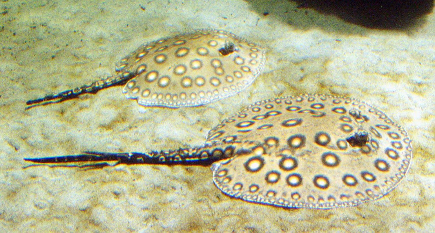 South American freshwater stingray