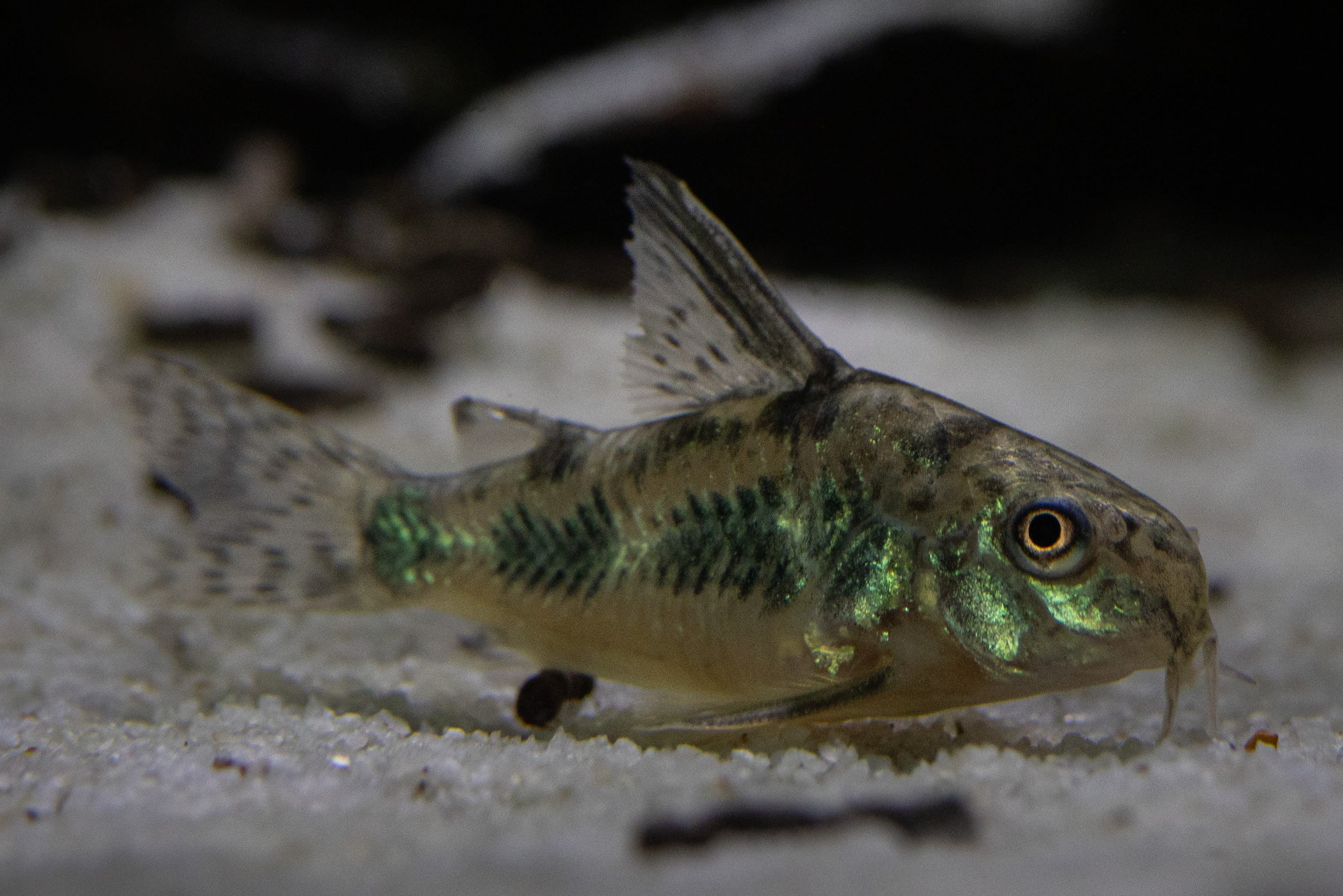 Peppered corydoras