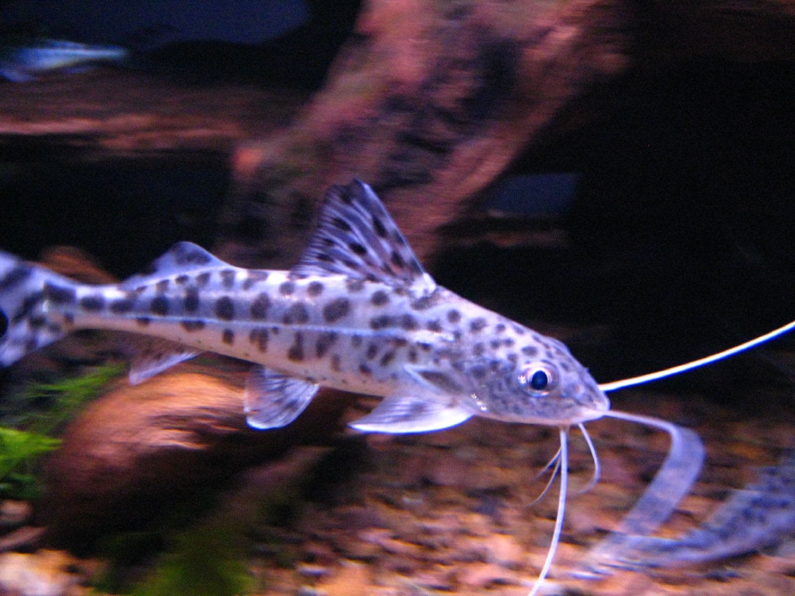 Pictus cat