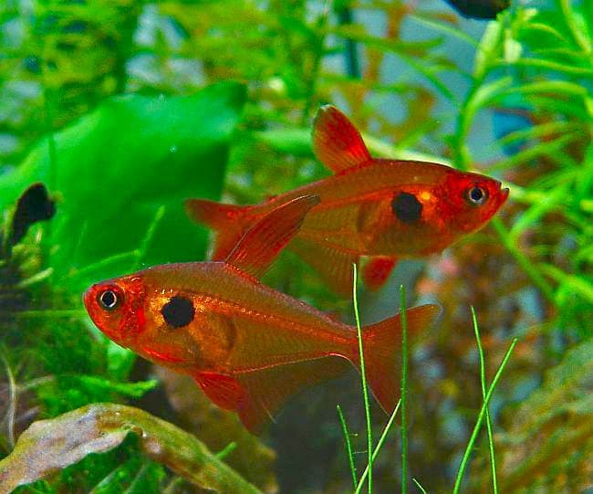Red phantom tetra