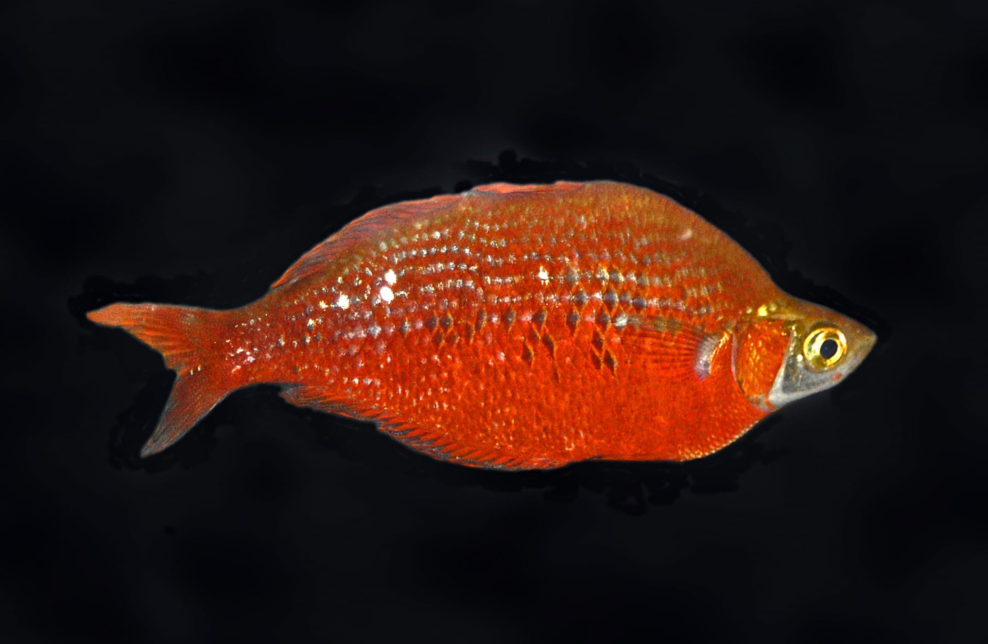 Red rainbowfish