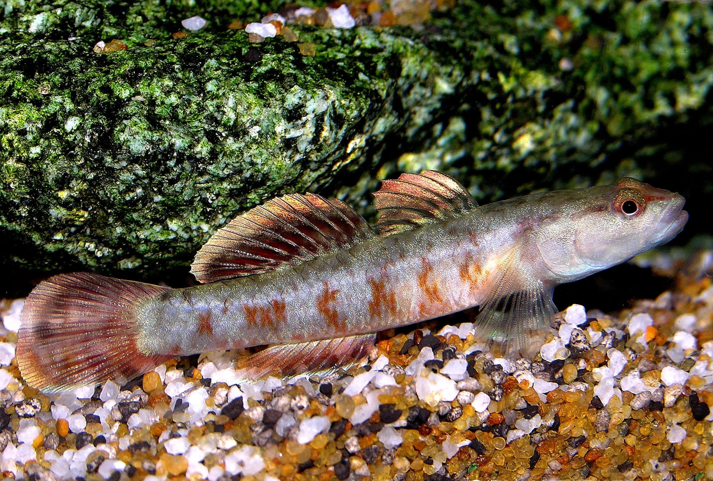 Rhinogobius