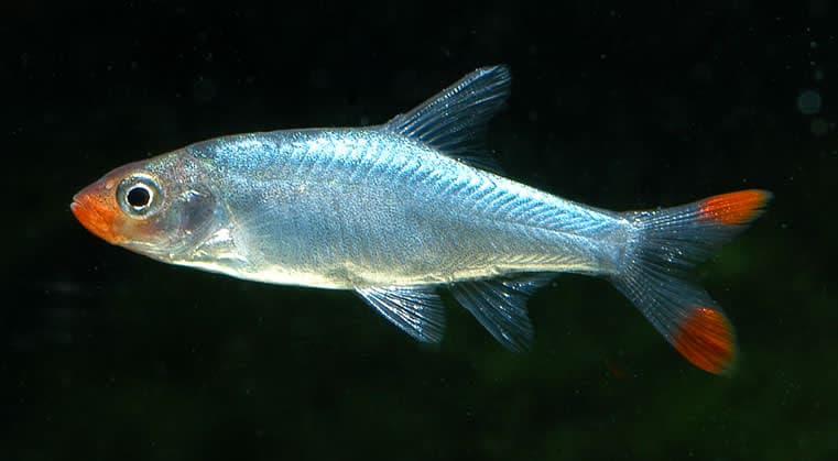Sawbwa barb