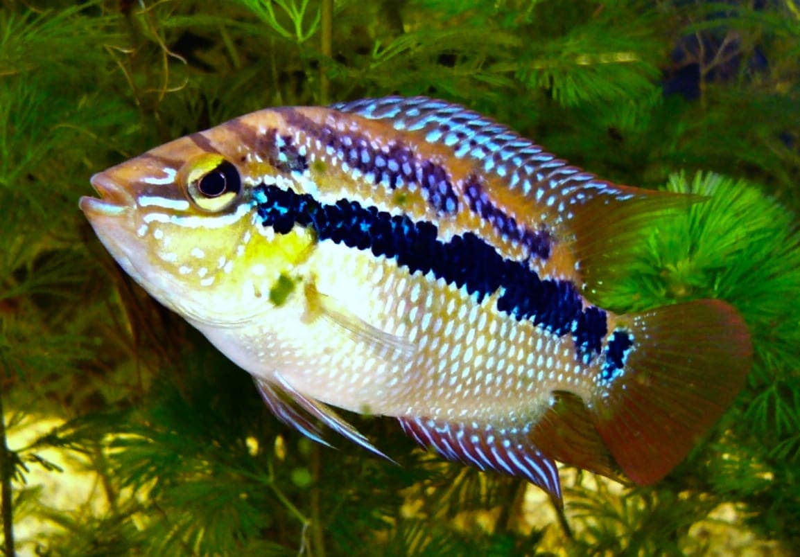Yellow belly cichlid