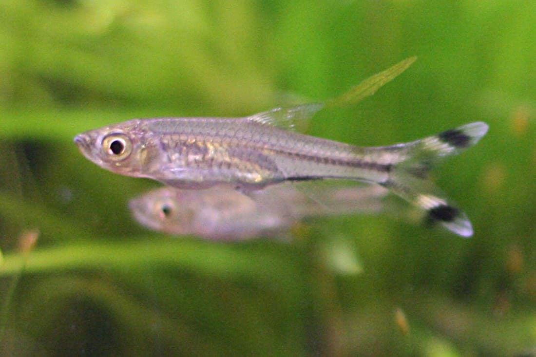 Three-lined rasbora