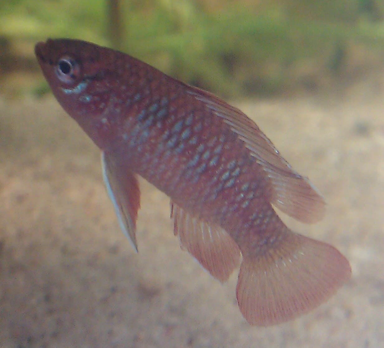 Scarlet badis
