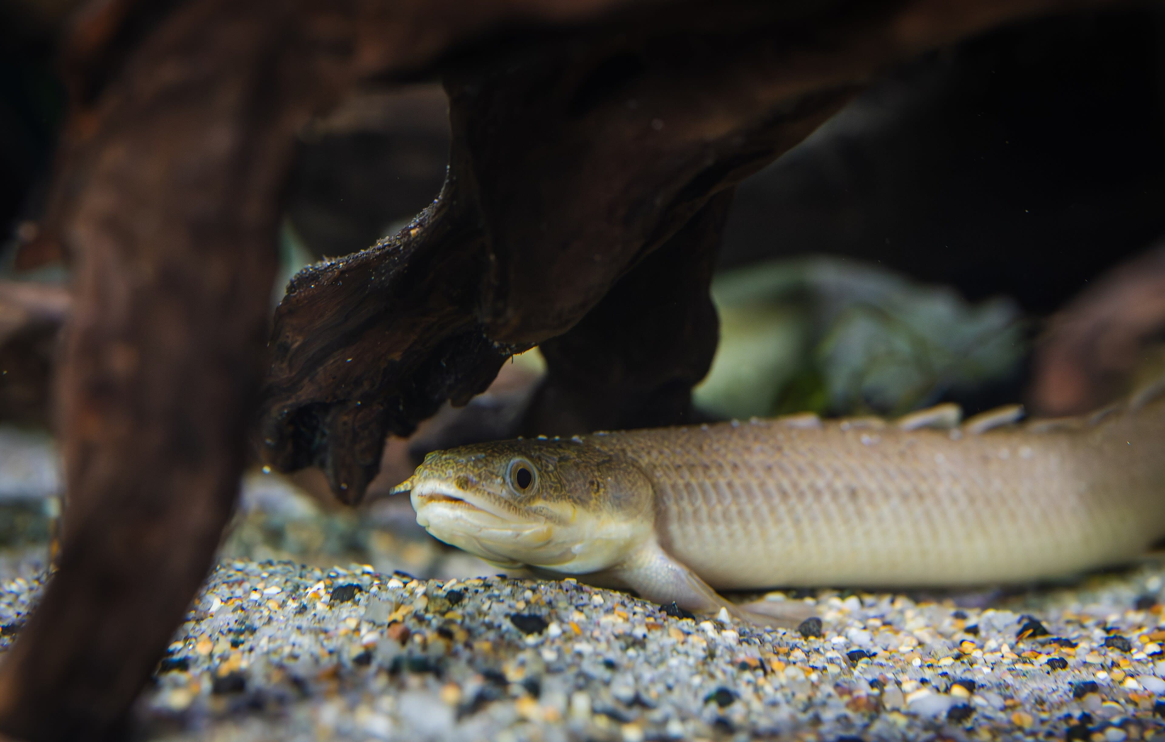 Gray bichir